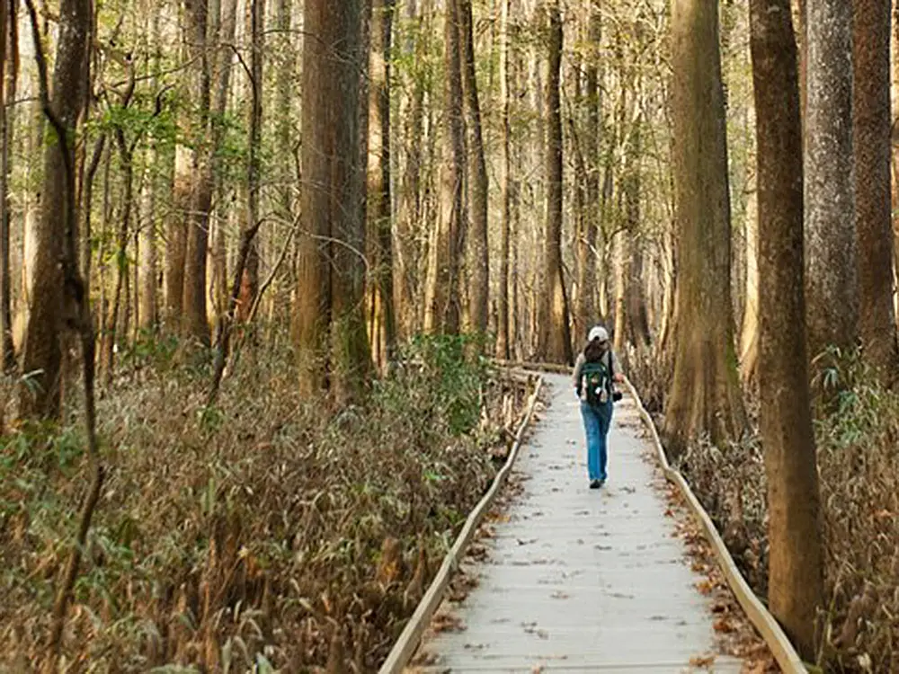 Boardwalk trail in Congaree National Park