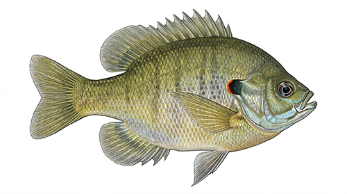 Shell Cracker