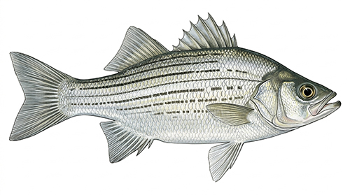White Bass